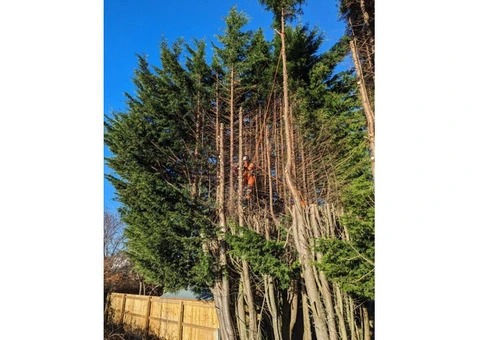 Expert Tree Care Rotherham - Tree Smart Professional Services - 2/3