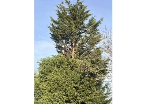 Expert Tree Care Rotherham - Tree Smart Professional Services - 3/3