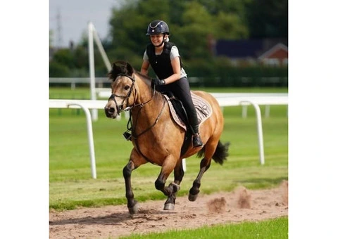 Adorable Horse Looking for a New Home (FREE) - 1/5