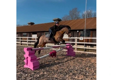 Adorable Horse Looking for a New Home (FREE) - 2/5