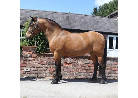 Adorable Horse Looking for a New Home (FREE) - 3/5