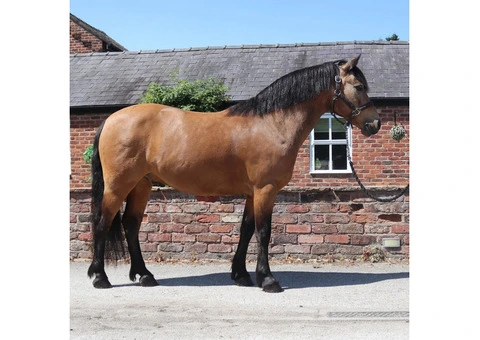 Adorable Horse Looking for a New Home (FREE) - 4/5