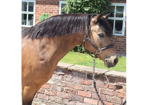 Adorable Horse Looking for a New Home (FREE) - 5/5