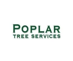 Best Tree Surgeon In Derby, Stump Removal, Tree Removal Services