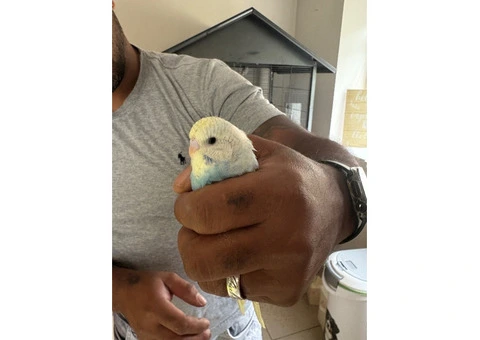 Male & female budgies for sale - 1/7