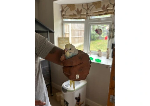 Male & female budgies for sale - 3/7