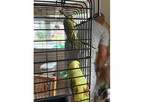 Male & female budgies for sale - 4/7