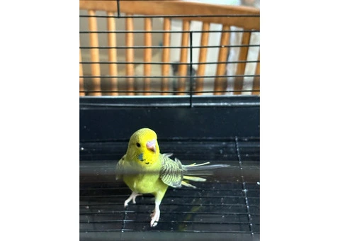 Male & female budgies for sale - 5/7