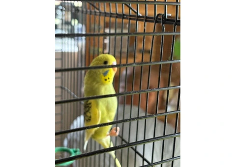 Male & female budgies for sale - 6/7