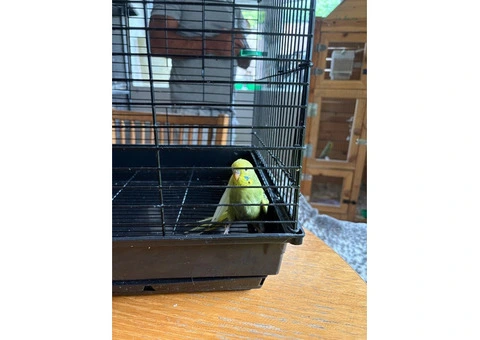 Male & female budgies for sale - 7/7