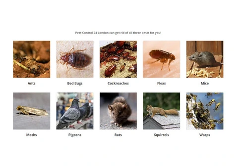 Trusted Vermin Control London Experts | Pest Control 24 London - 5/7