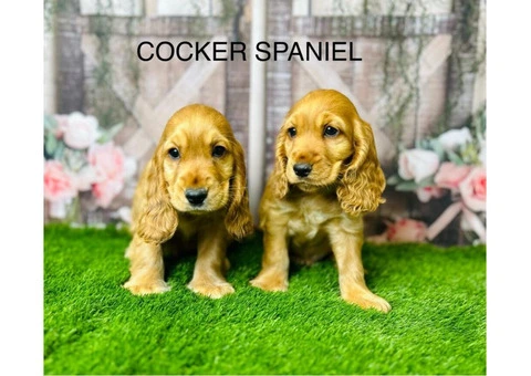 Cocker Spaniel for Sale in Manchester | Douglas Hall Kennels