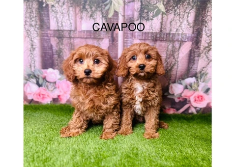 Cavapoo Puppies for Sale in the UK | Douglas Hall Kennels