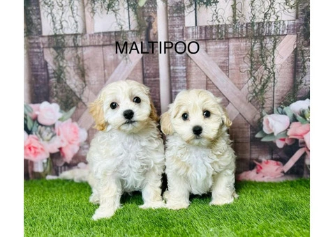 Maltipoo Puppies for Sale in the UK | Douglas Hall Kennels