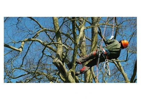Emergency Tree Removal in Ashford: 24/7 Rapid Response
