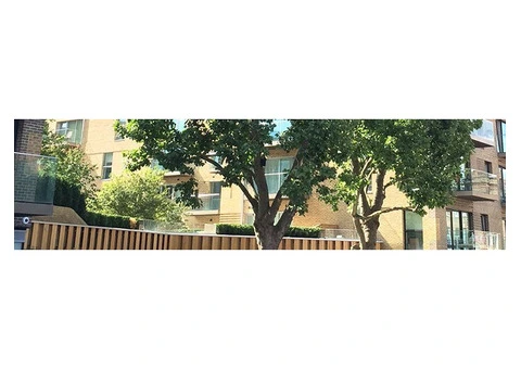 Tree Expert in London - 9/13