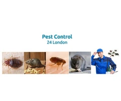 Professional Extermination London Services: Fast & Effective Pest Removal