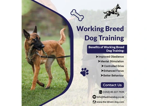 Professional Working Dog Behavior Expert