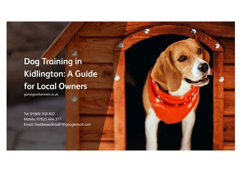 Dog Training in Kidlington: Build Trust & Obedience