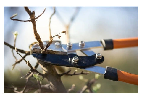 Collison Tree Care | Tree Surgeons Bedfordshire