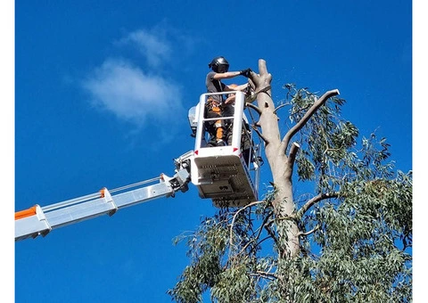 Tree surgery in Haverhill, Braintree | Tree surgeon in Haverhill, Braintree