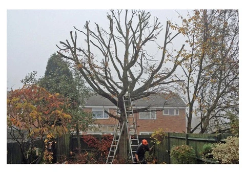 Tree surgeon in Thaxted | Tree surgery in Thaxted
