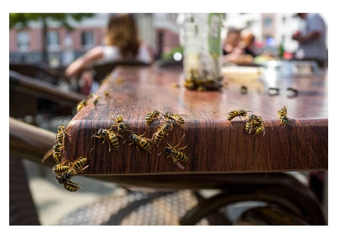 Get Efficient Assistance on Wasp Nest Removal in Lingfield