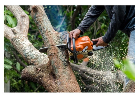 Tree Removal & Stump Grinding Cambridgeshire