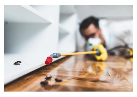 Bed Bug Control Dorset: Guaranteed Eradication