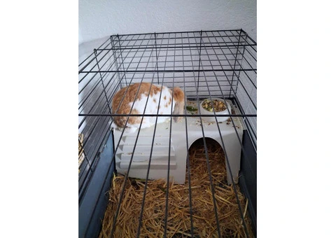 dwarf lop bunny