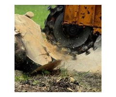 Find Affordable Tree Surgery in Cheltenham