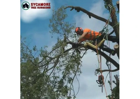 Why Tree Surgeons in Waterlooville Are Essential for Healthy Gardens