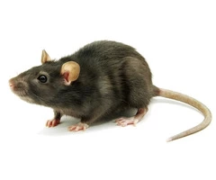 Get Expert Solutions for Rat Removal in Colchester