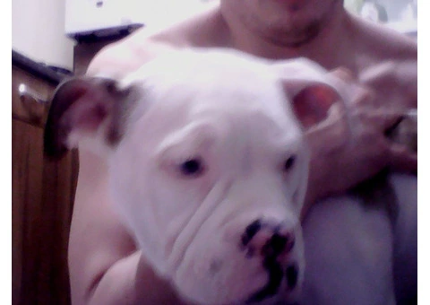 Staff cross old English bulldog boy puppy 4 months old.