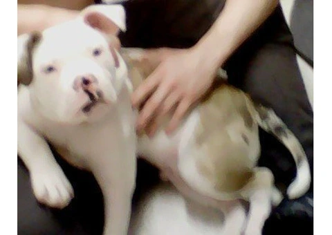 Staff cross old English bulldog boy puppy 4 months old. - 2/2