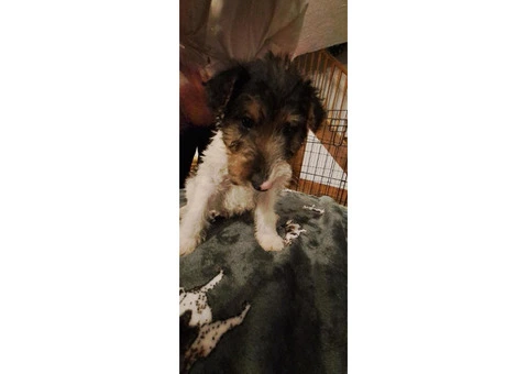 Wire haired fox terrier puppies for sale - 1/11