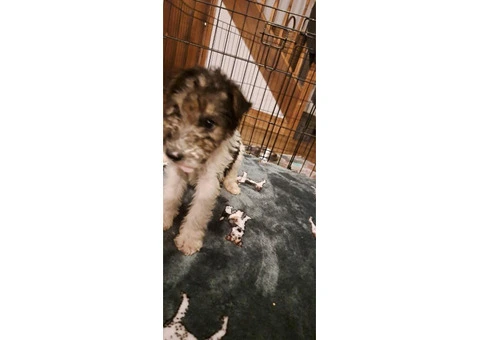 Wire haired fox terrier puppies for sale - 2/11