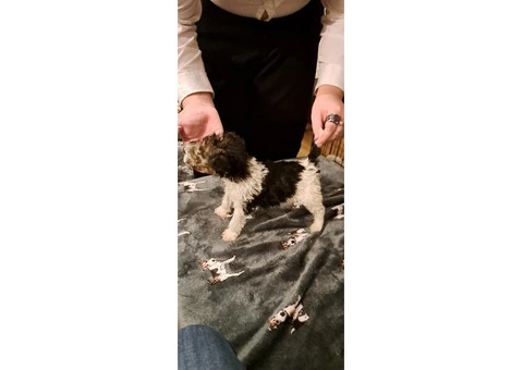 Wire haired fox terrier puppies for sale - 3/11