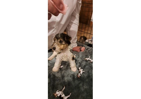 Wire haired fox terrier puppies for sale - 4/11