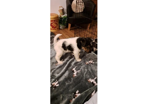 Wire haired fox terrier puppies for sale - 5/11