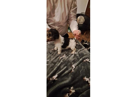 Wire haired fox terrier puppies for sale - 6/11