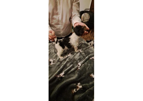 Wire haired fox terrier puppies for sale - 7/11
