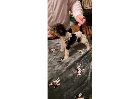 Wire haired fox terrier puppies for sale - 9/11