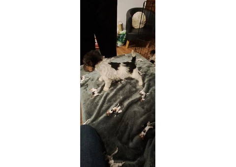 Wire haired fox terrier puppies for sale - 10/11