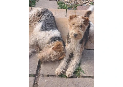 Wire haired fox terrier puppies for sale - 11/11