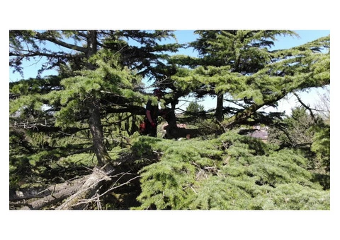 Tree Surgeon Services in Cheshire