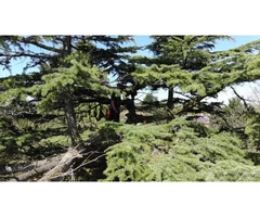 Tree Surgeon Services in Cheshire