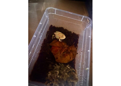 Baby pac man frogs CB25 - 3/9