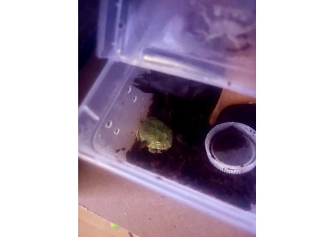 Baby pac man frogs CB25 - 5/9