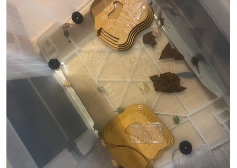 Baby pac man frogs CB25 - 6/9